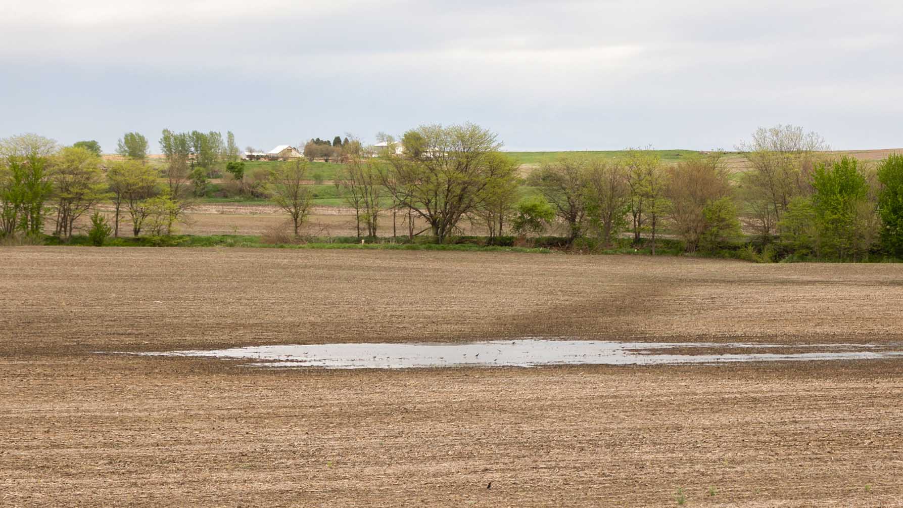 Wet spot in field after rain in Iowa