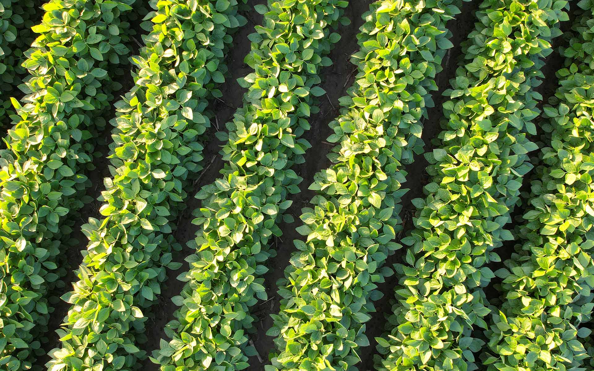 Soybean rows form an aerial view