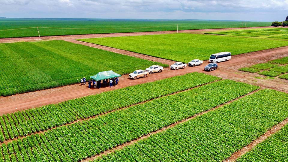 Soybean field in Brazil