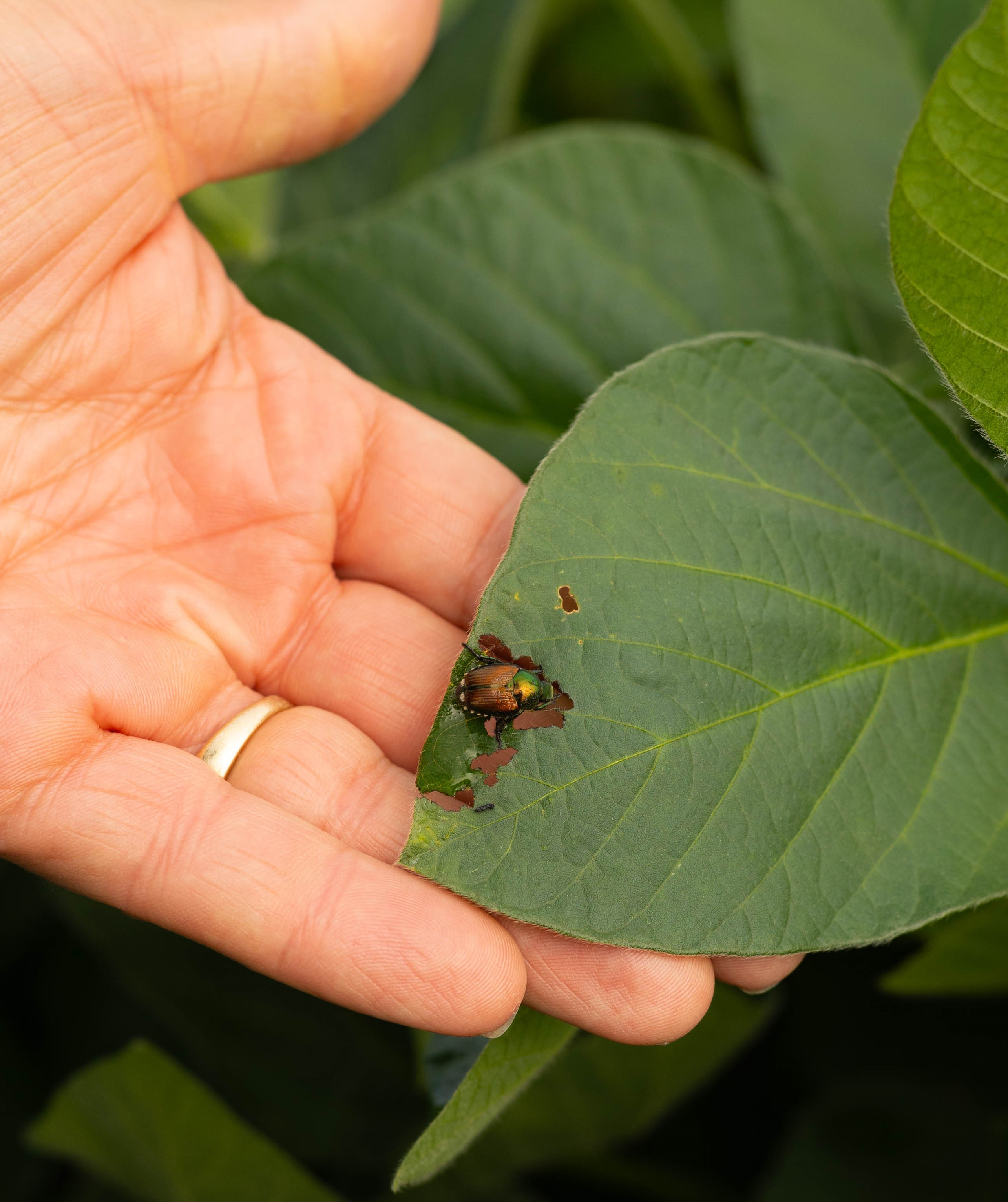 Japanese Beetle