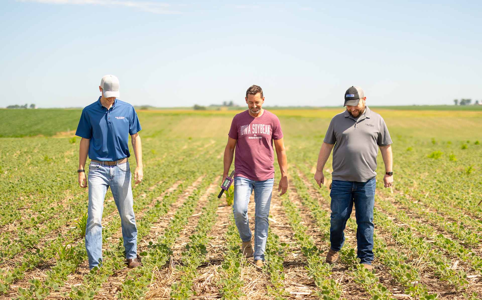 Agronomists walking in soybean field