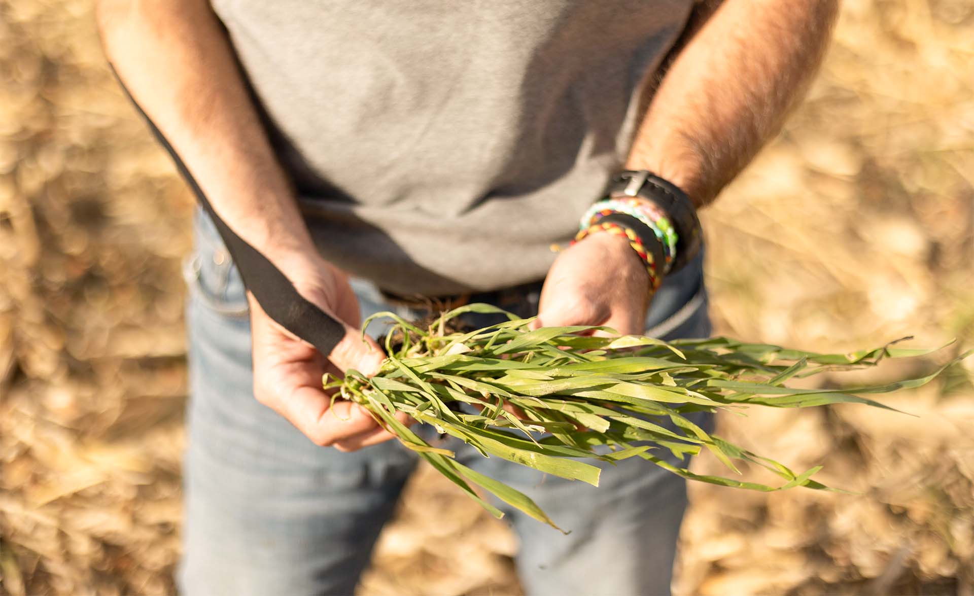 Farmer holding cover crops