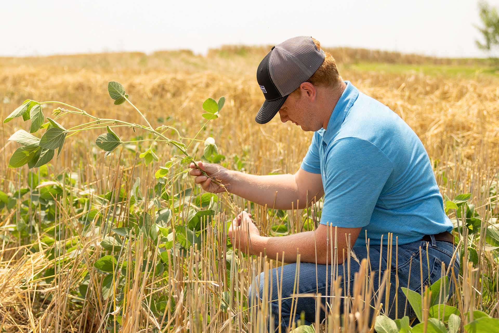 Iowa Soybean Association team member in field