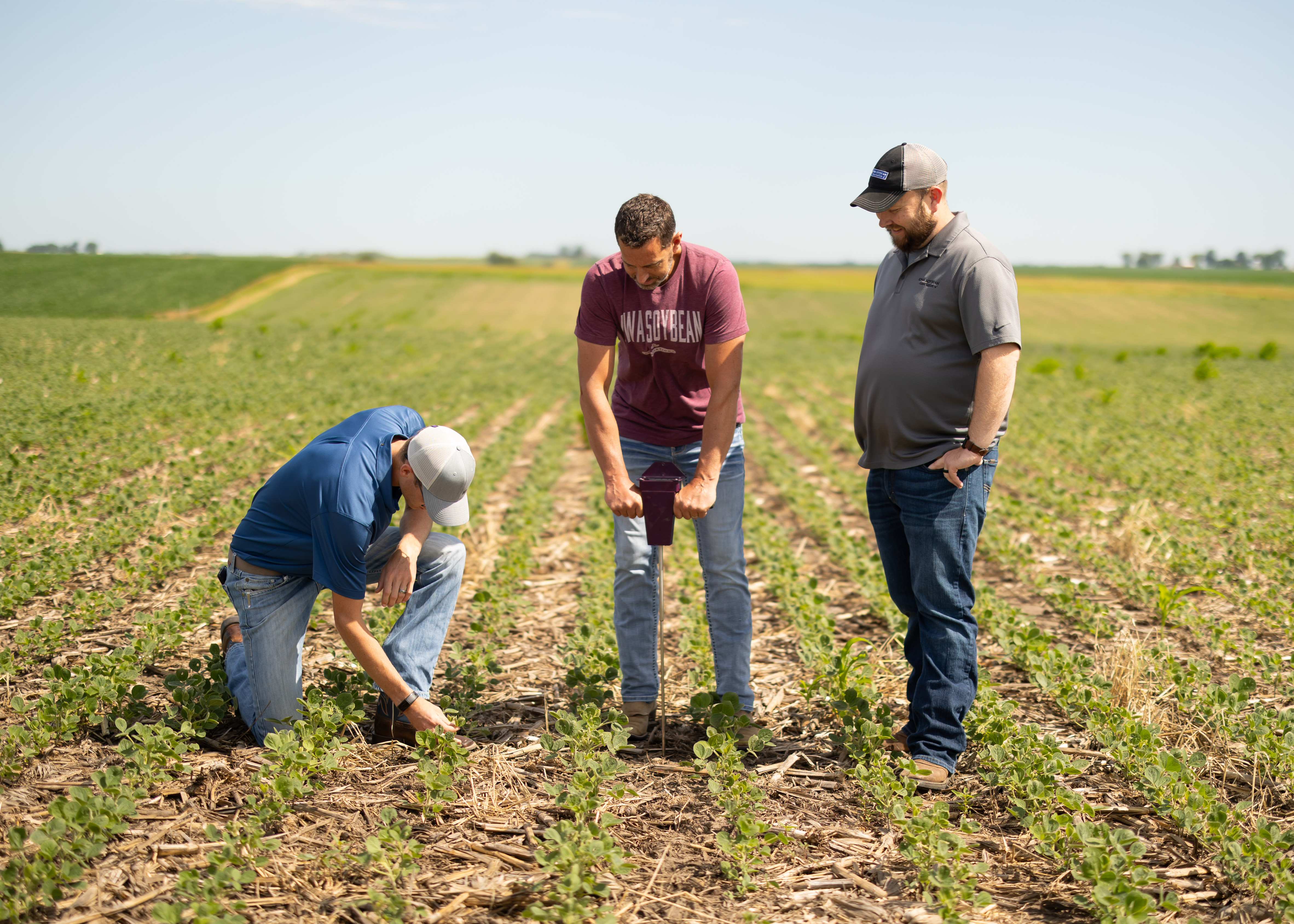 ISA Research Agronomists look at a soybean field