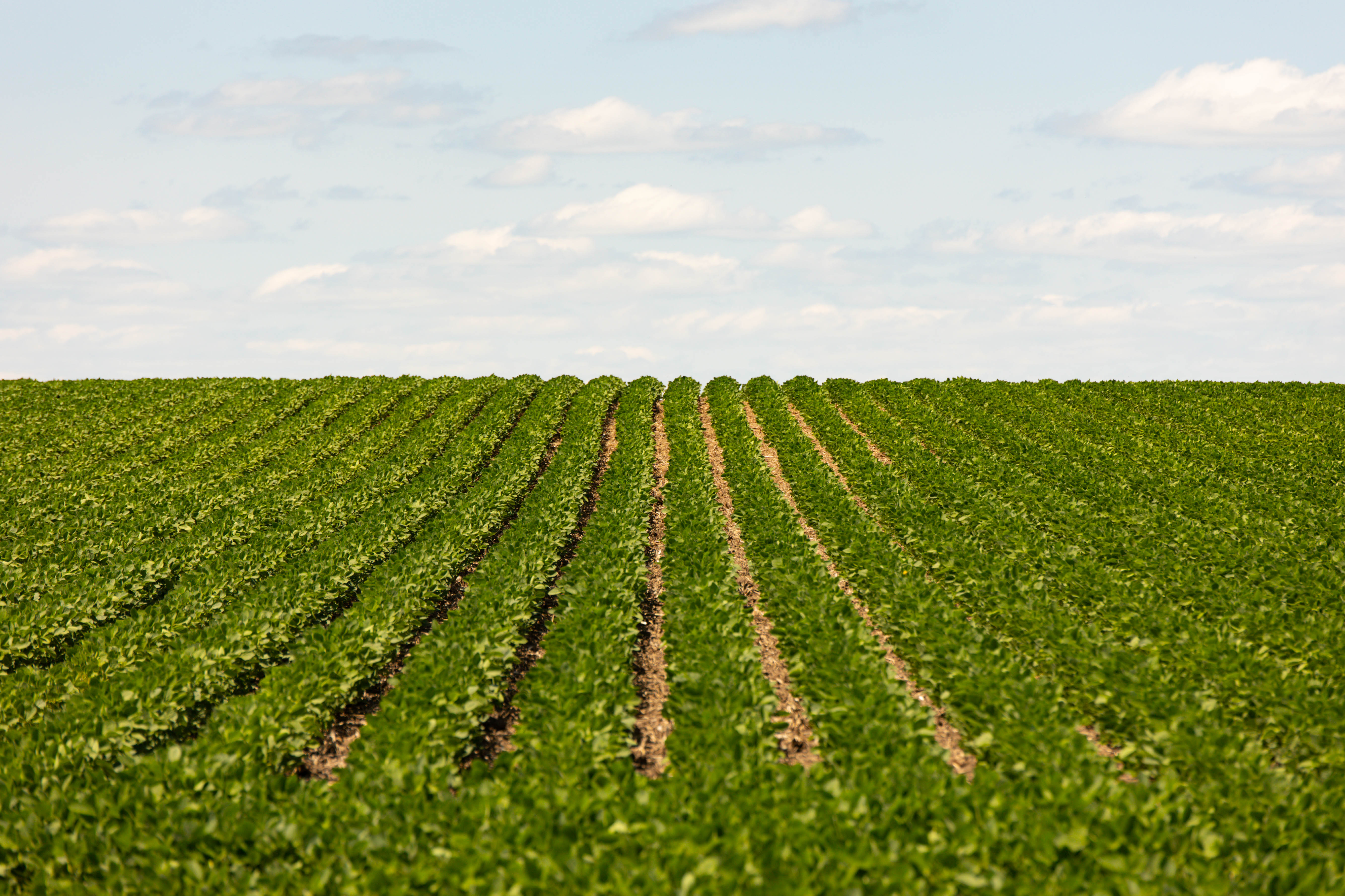 Soybeans in Iowa