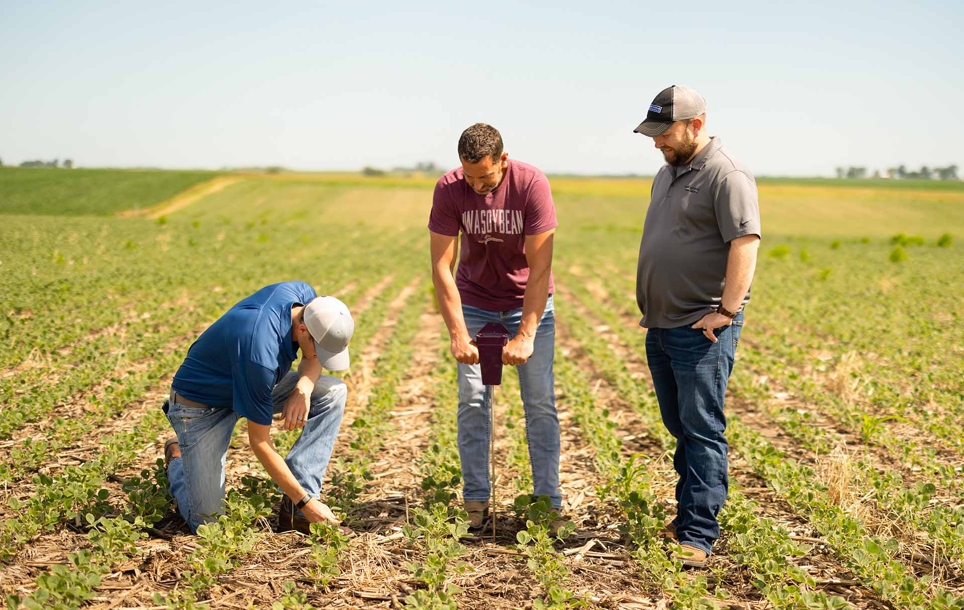 Researchers in soybean field taking samples