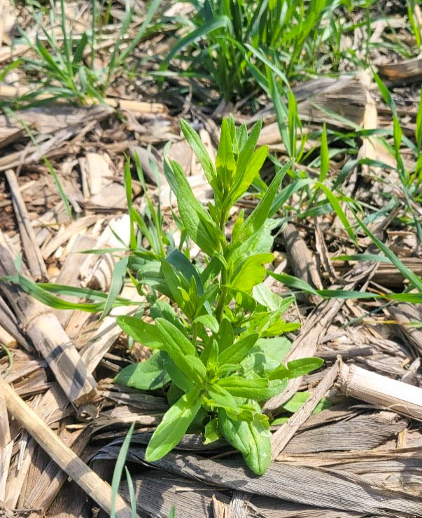 Winter camelina and cereal rye