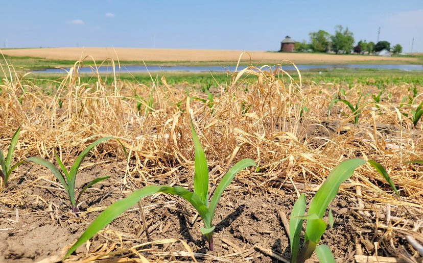 Corn with terminated rye