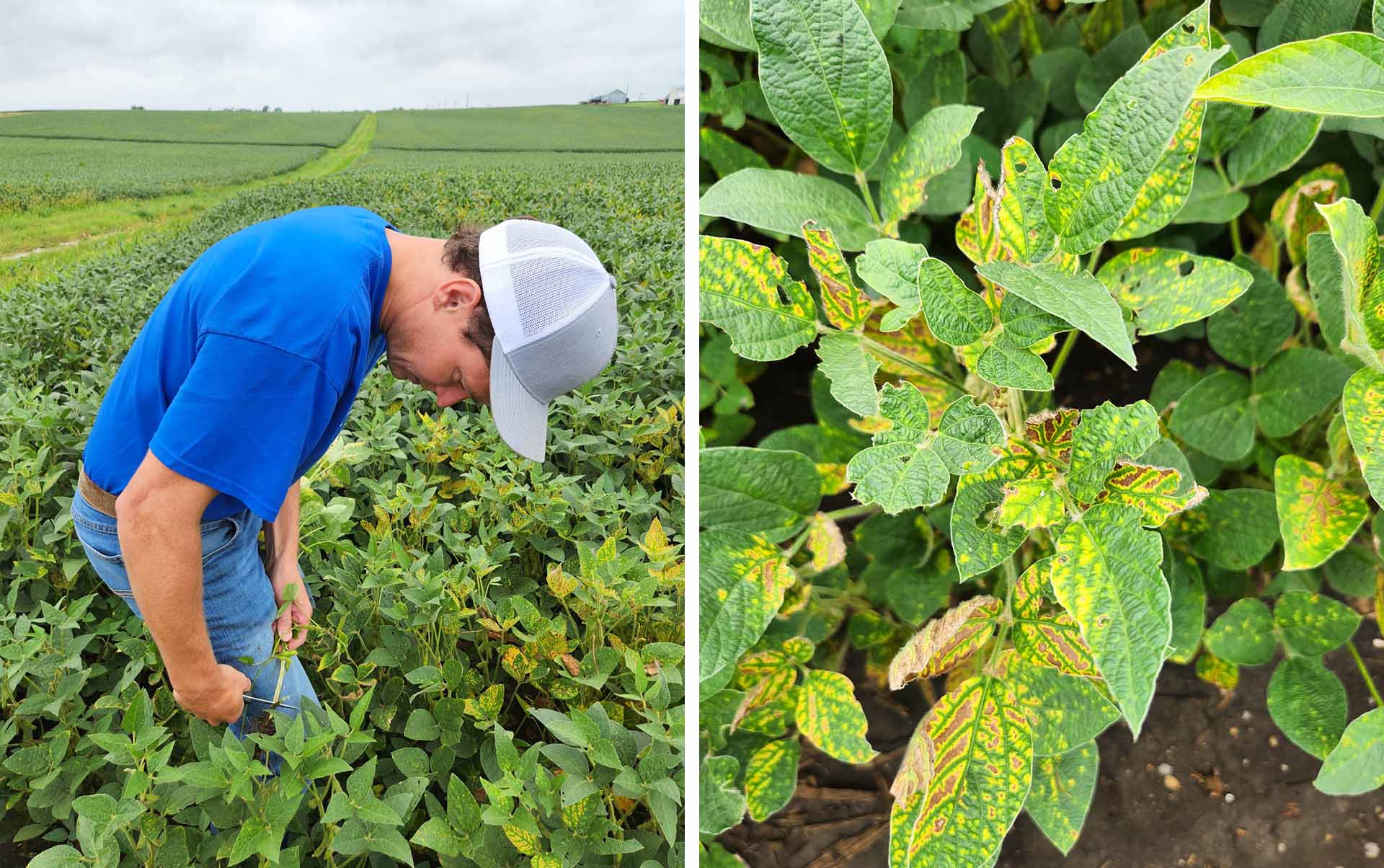 Soybean plant