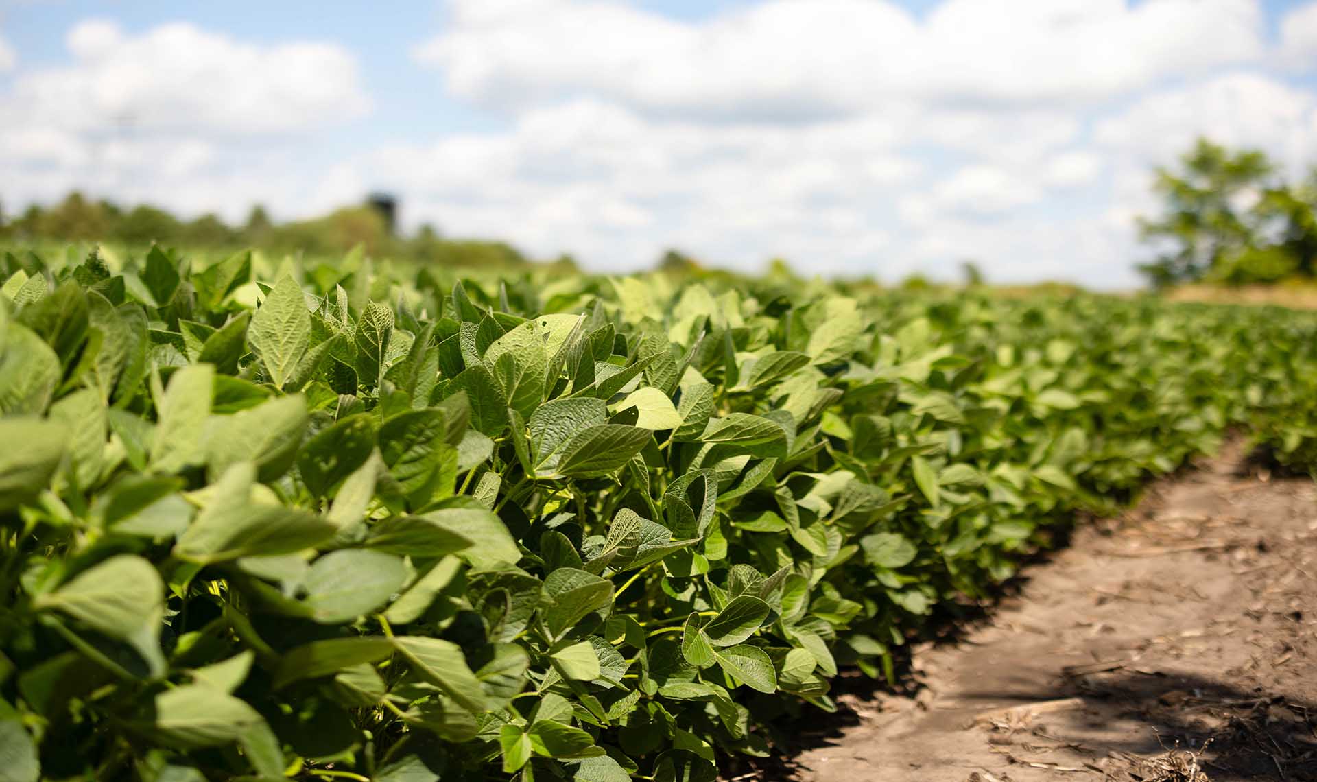 Soybean plants in a field