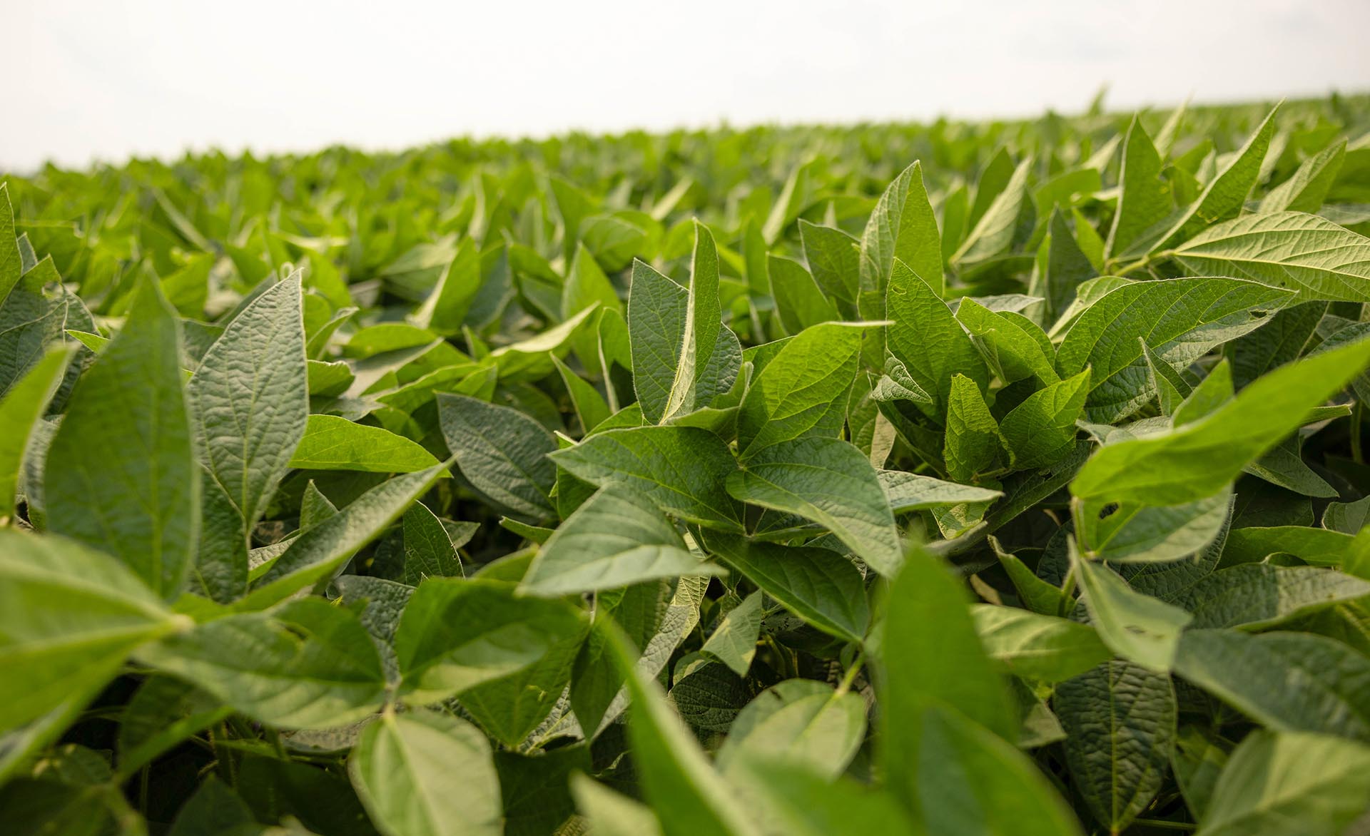 Soybean plants in the summer