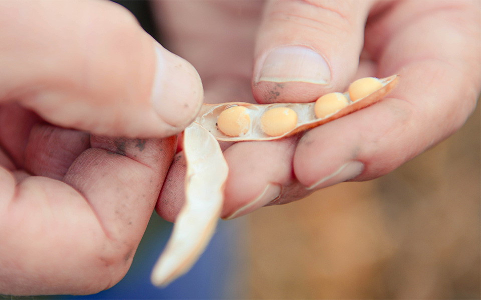 Soybeans in pod