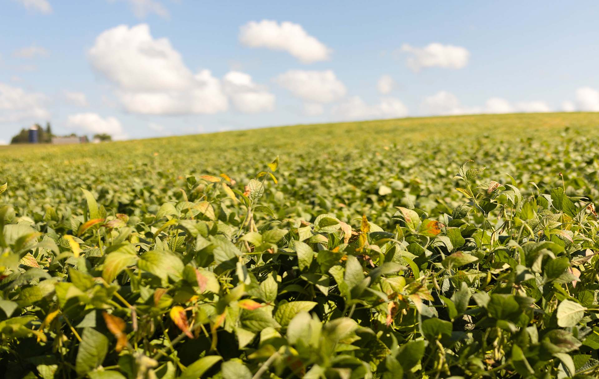 Field of soybeans in the Midwest