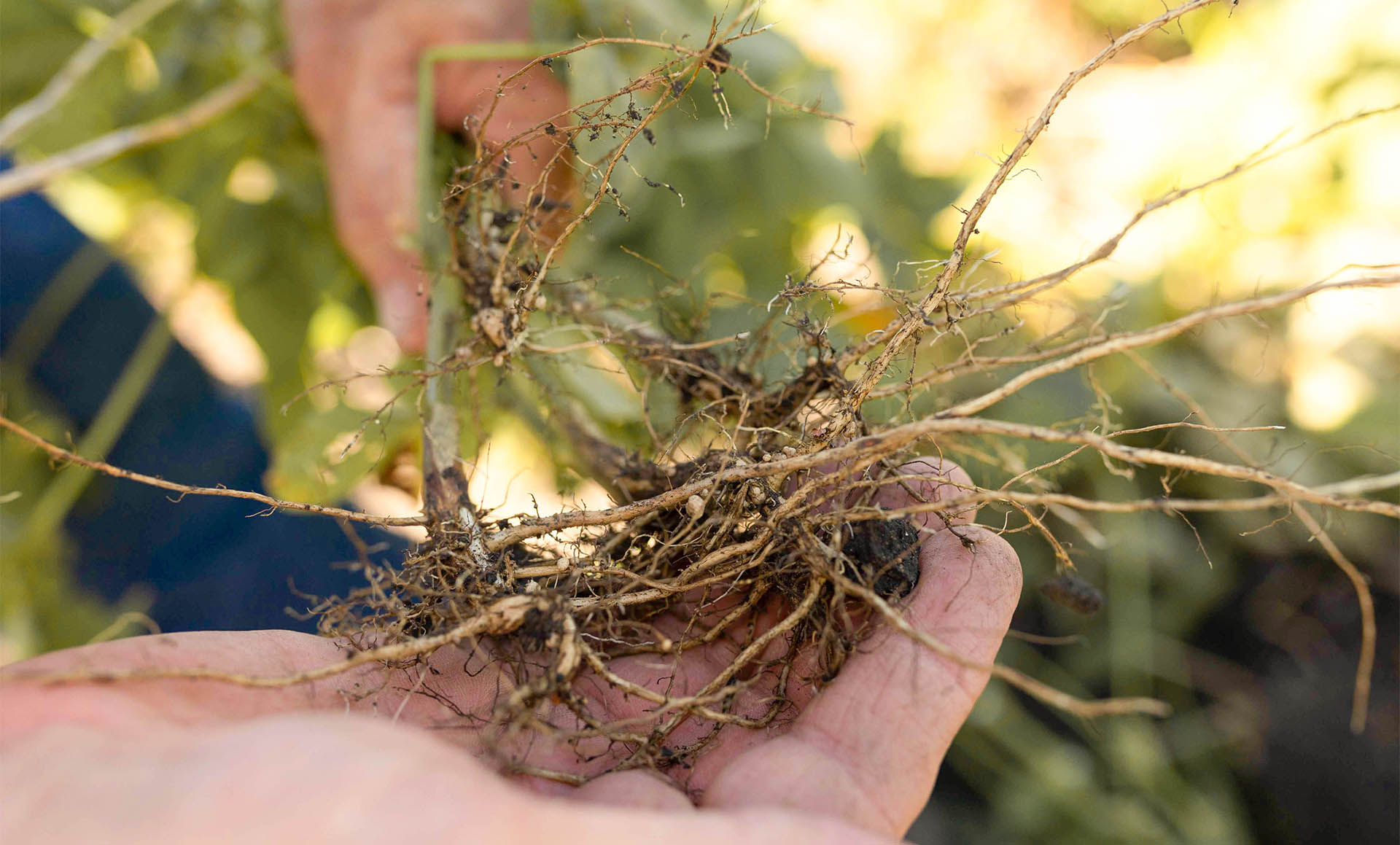 SCN on soybean plant roots