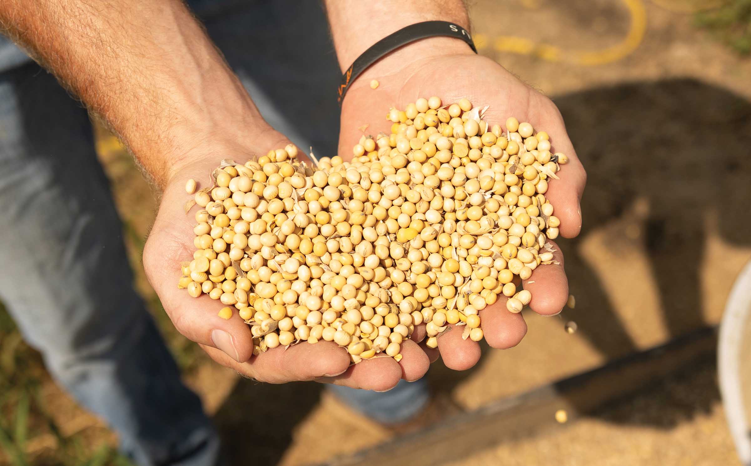 Farmer holding soybeans in hands