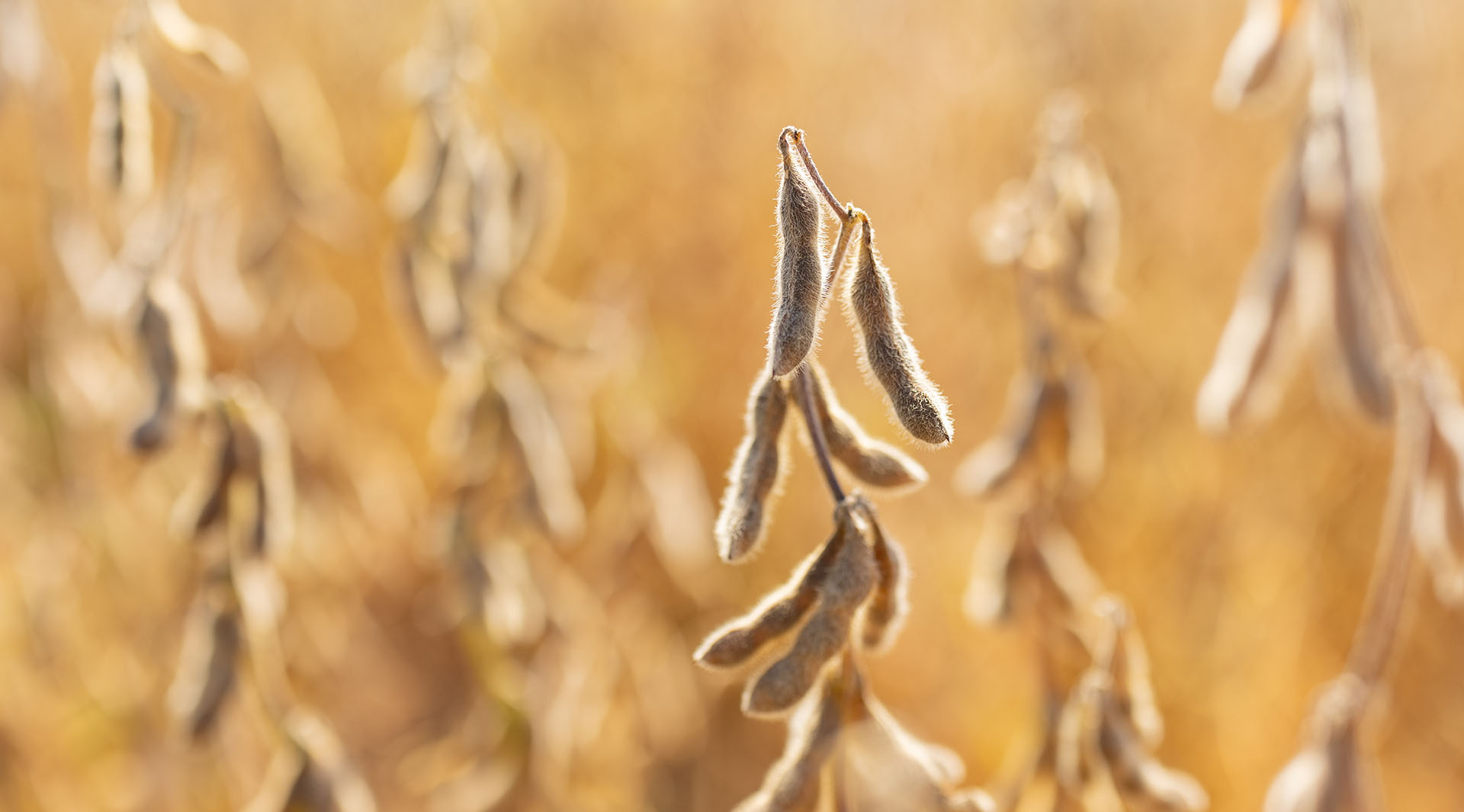 Soybeans ready to be combined