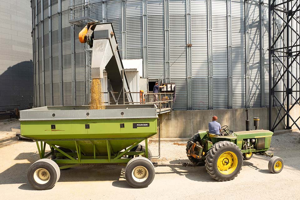 Loading grain