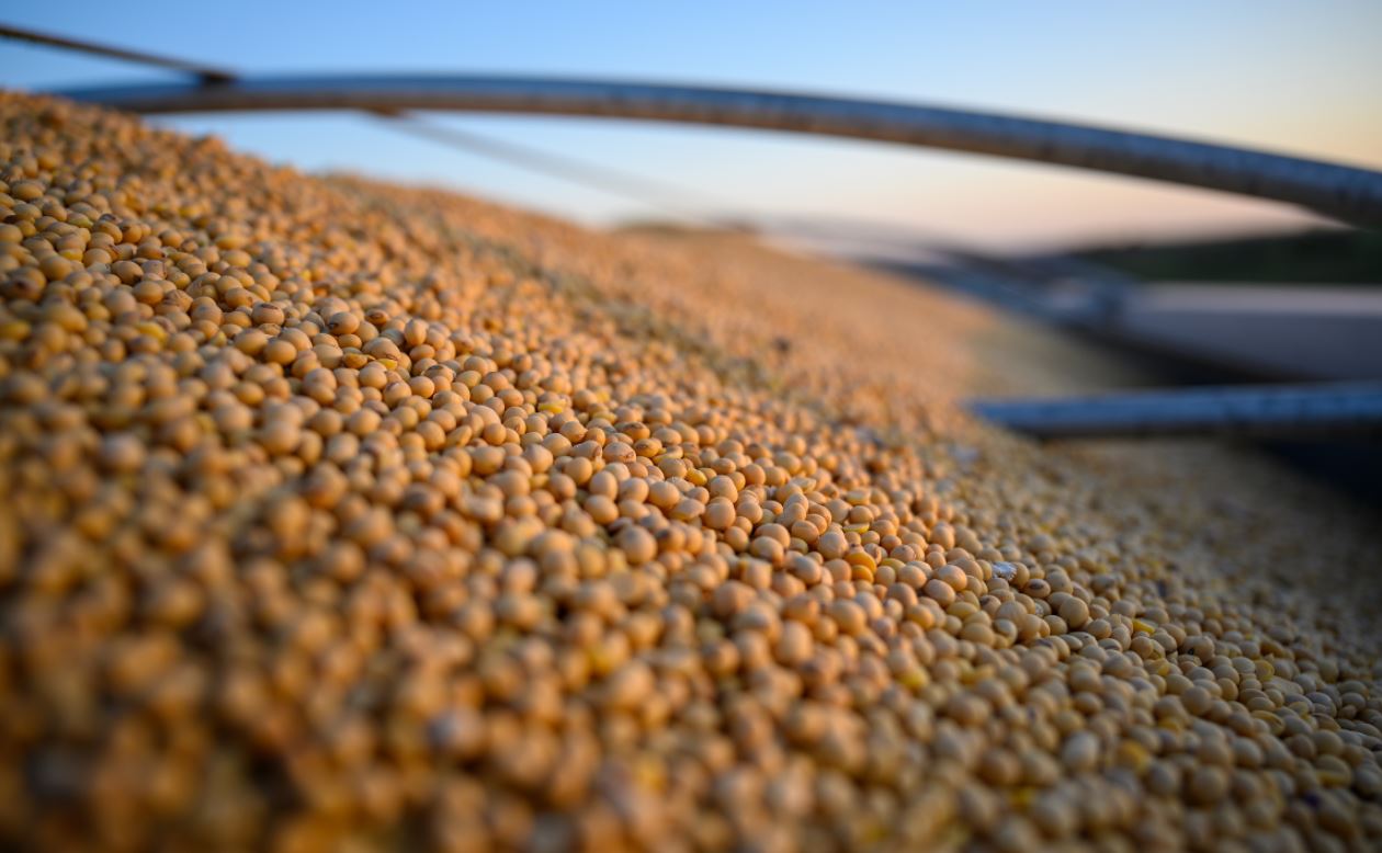 Soybeans in semi truck