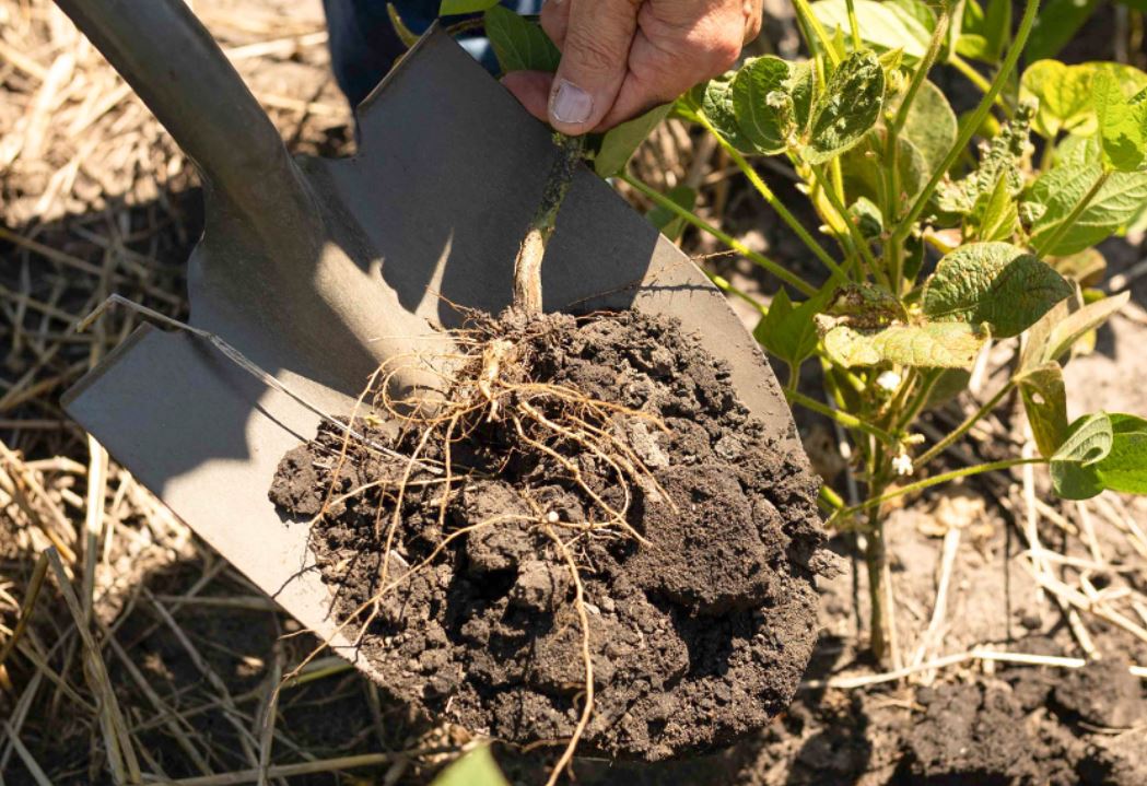 Shovel with dirt and soybean roots