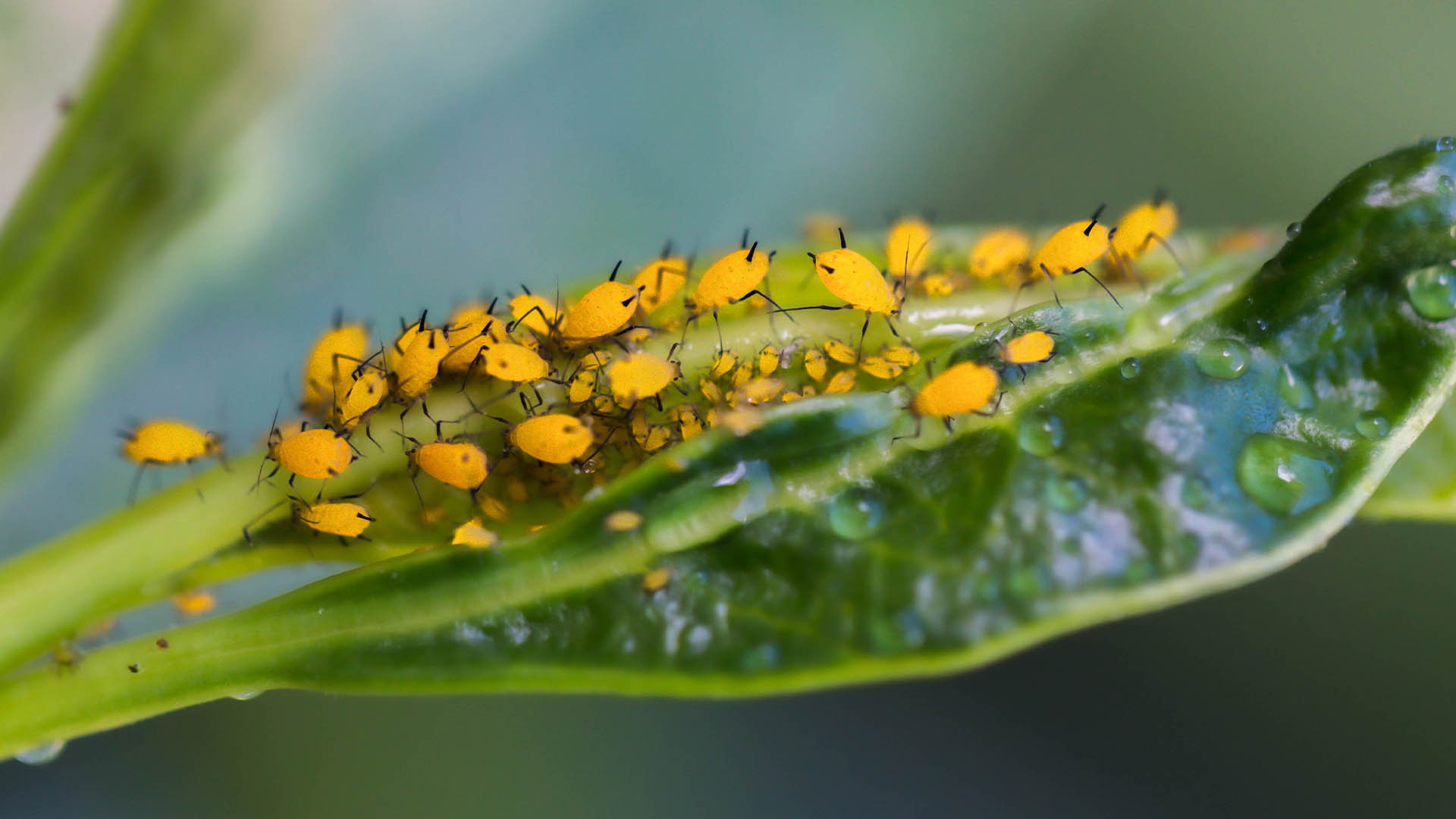 Many aphids on leaf with dew