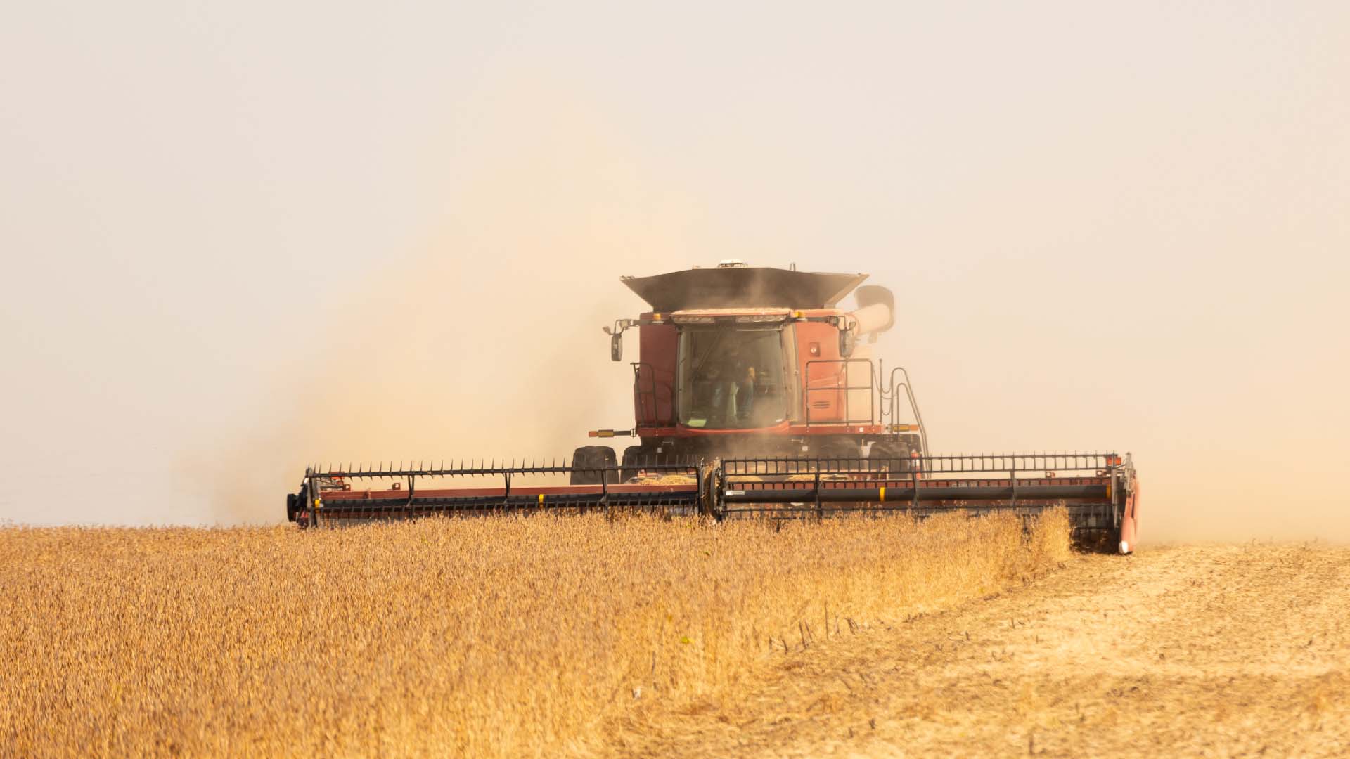 Case IH Combine in Soybean Field