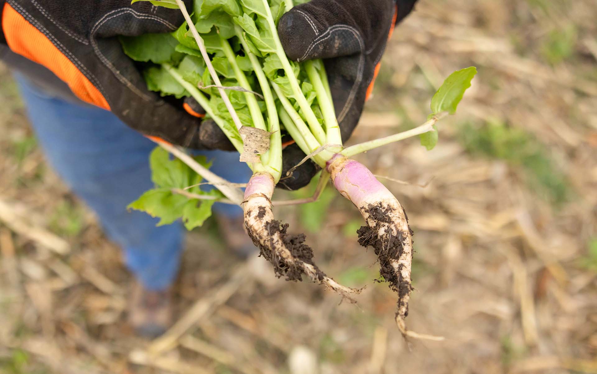 Cover crops