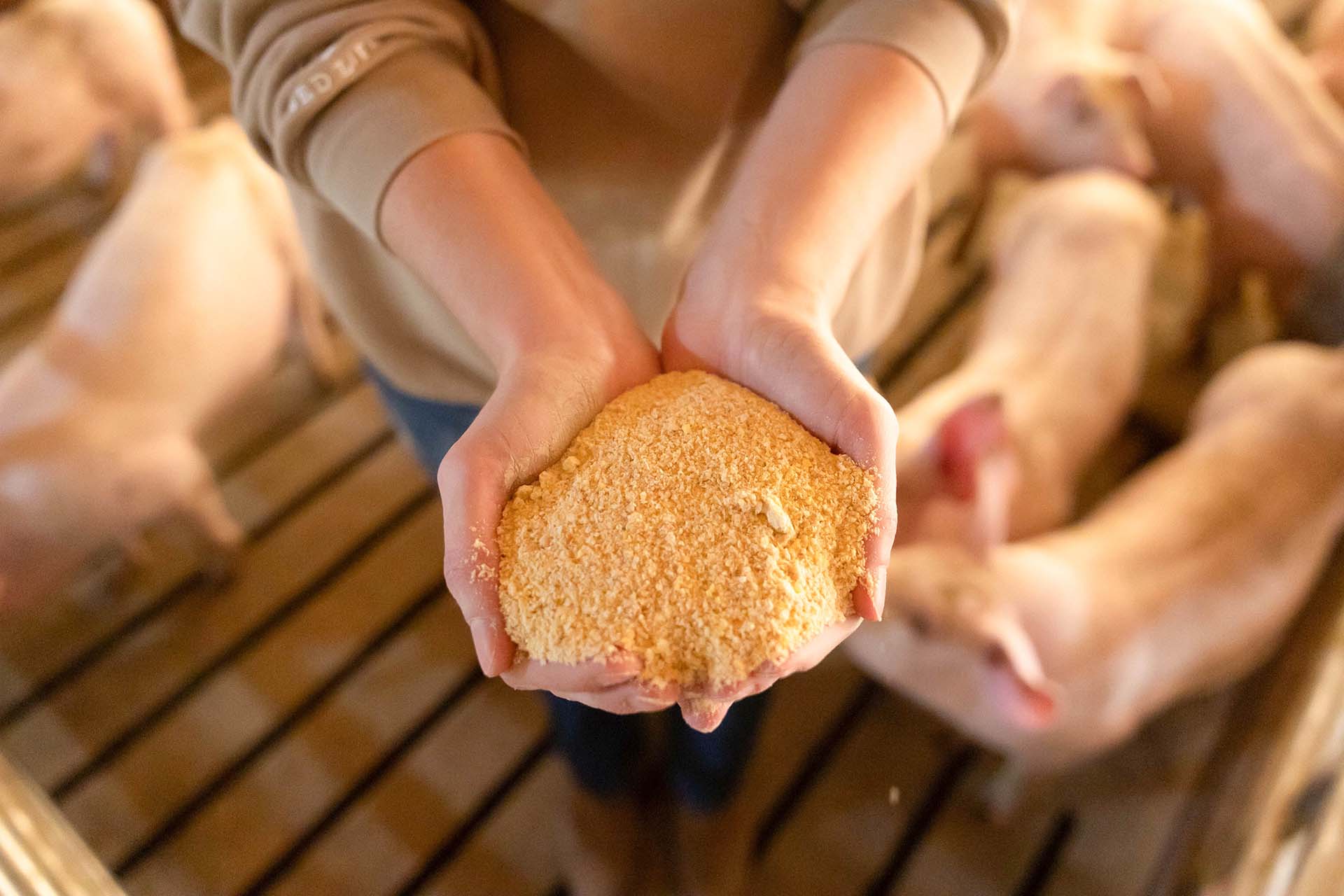 Hands holding livestock feed