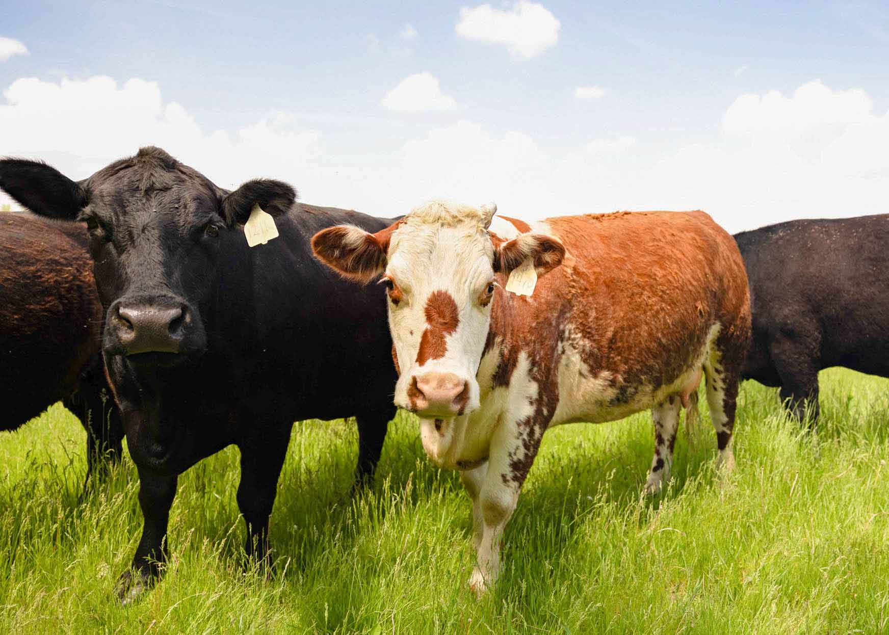 Cattle in field