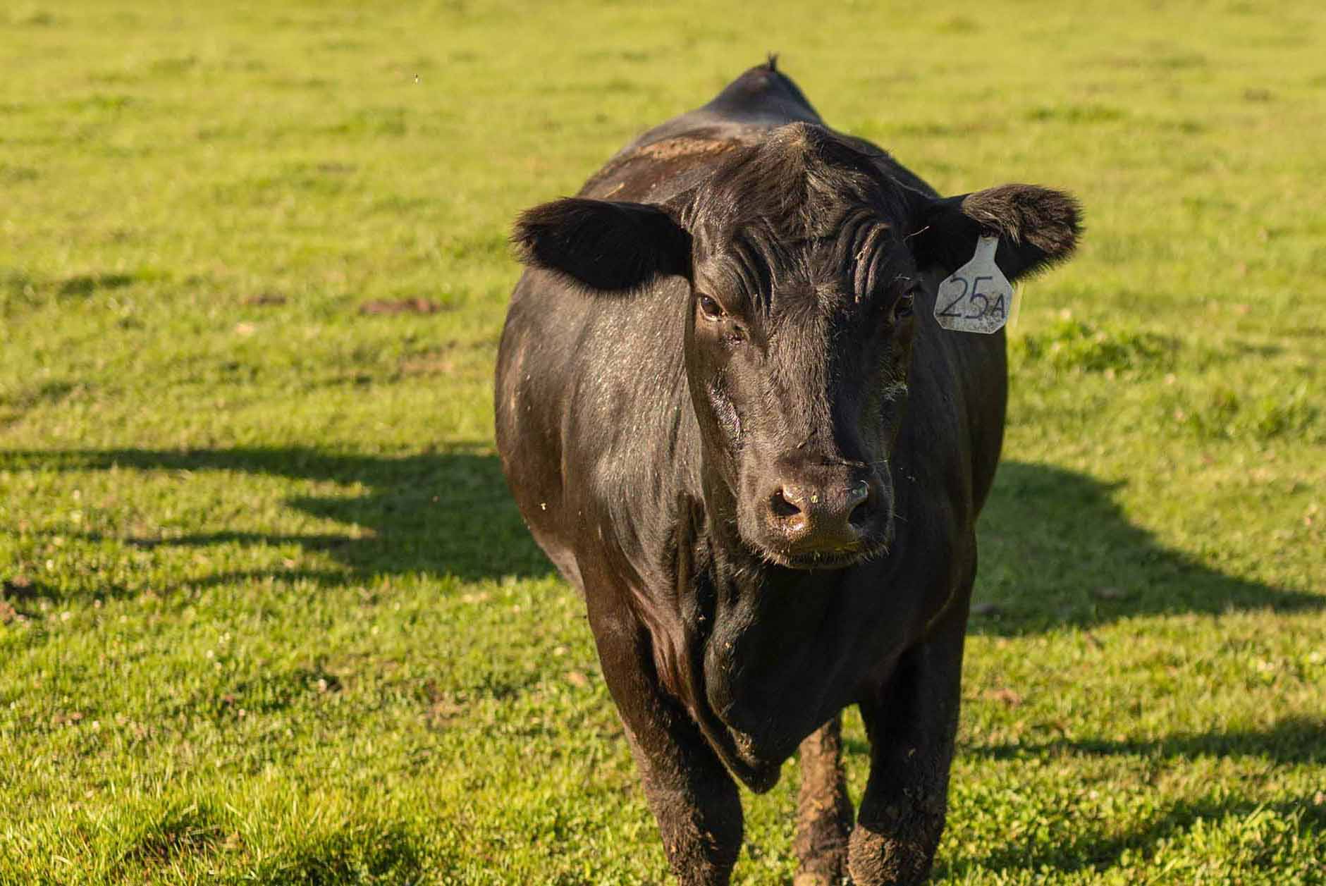 Cow in Iowa field