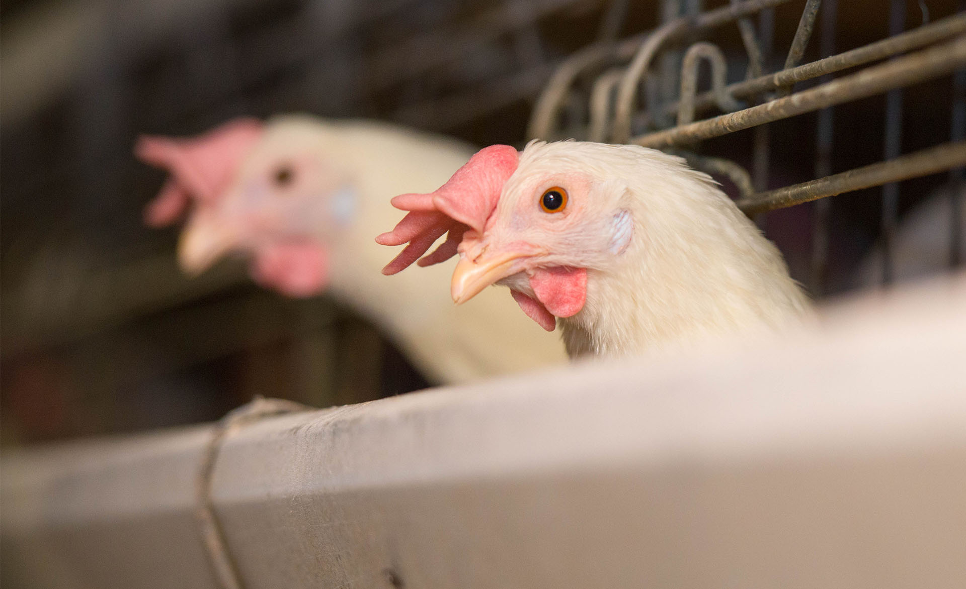 Chickens on farm