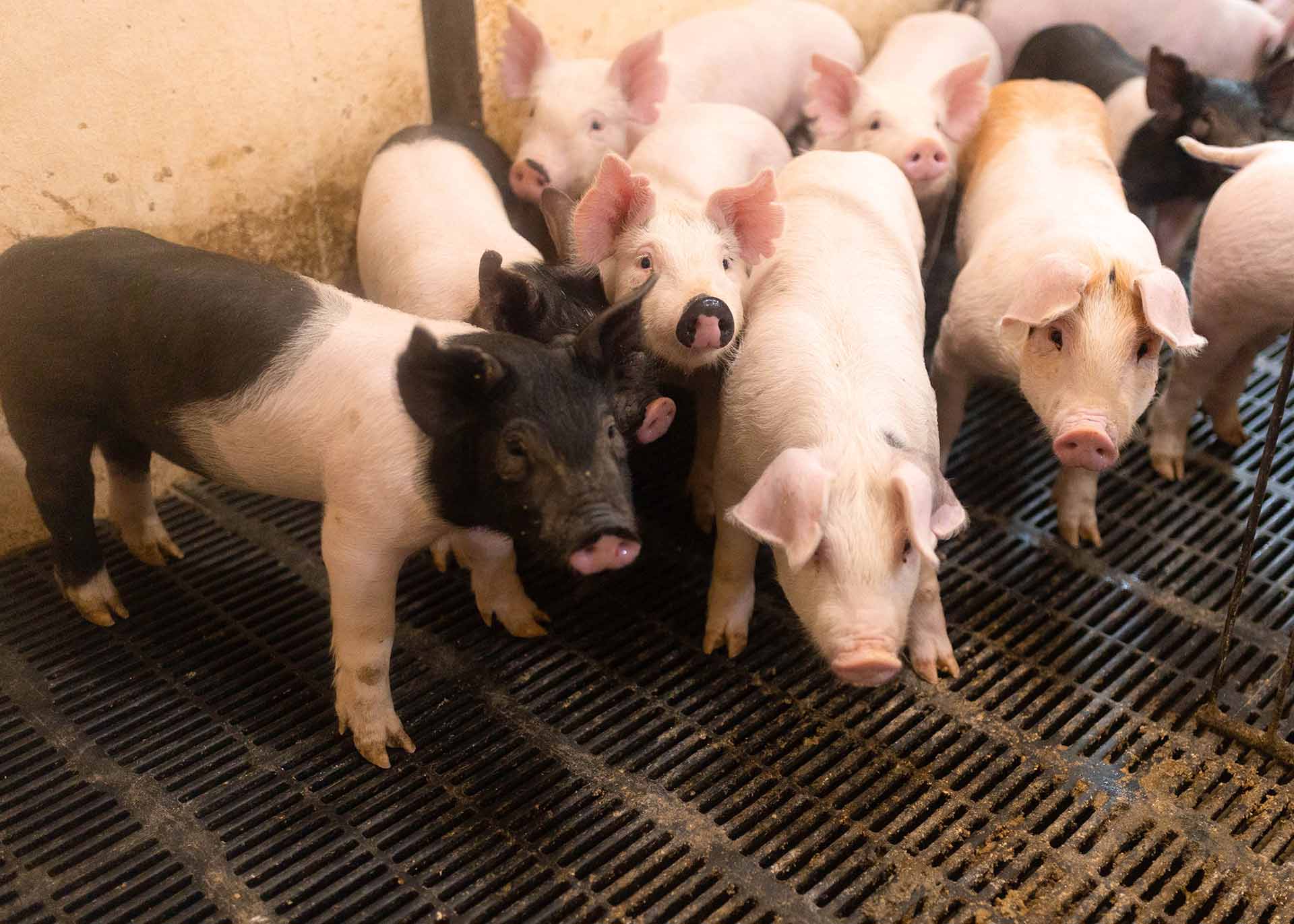 Pigs on farm