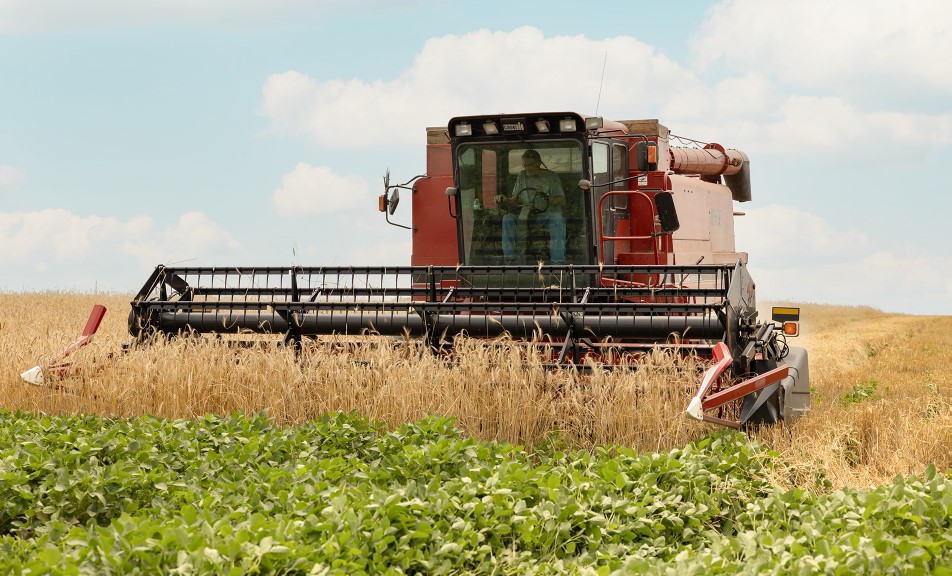 Rye harvest with soybeans in the field