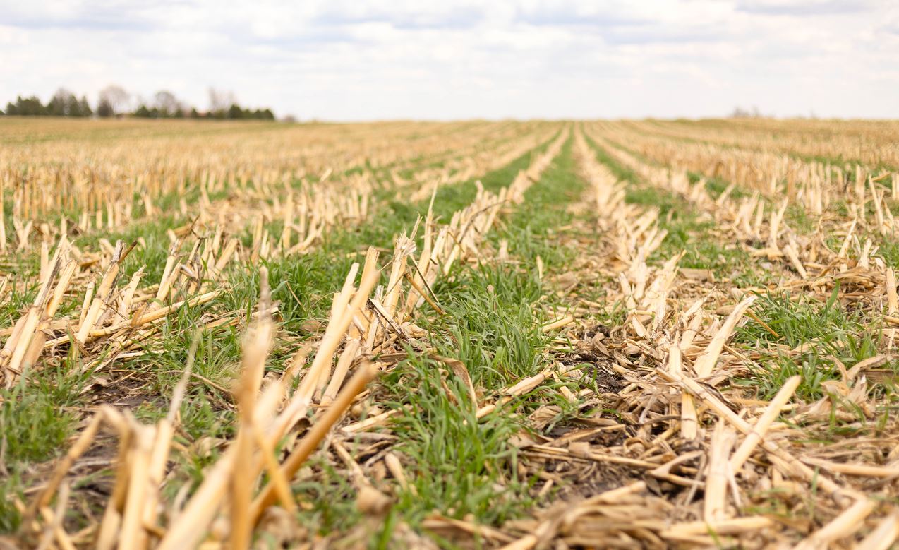 Field with cover crops