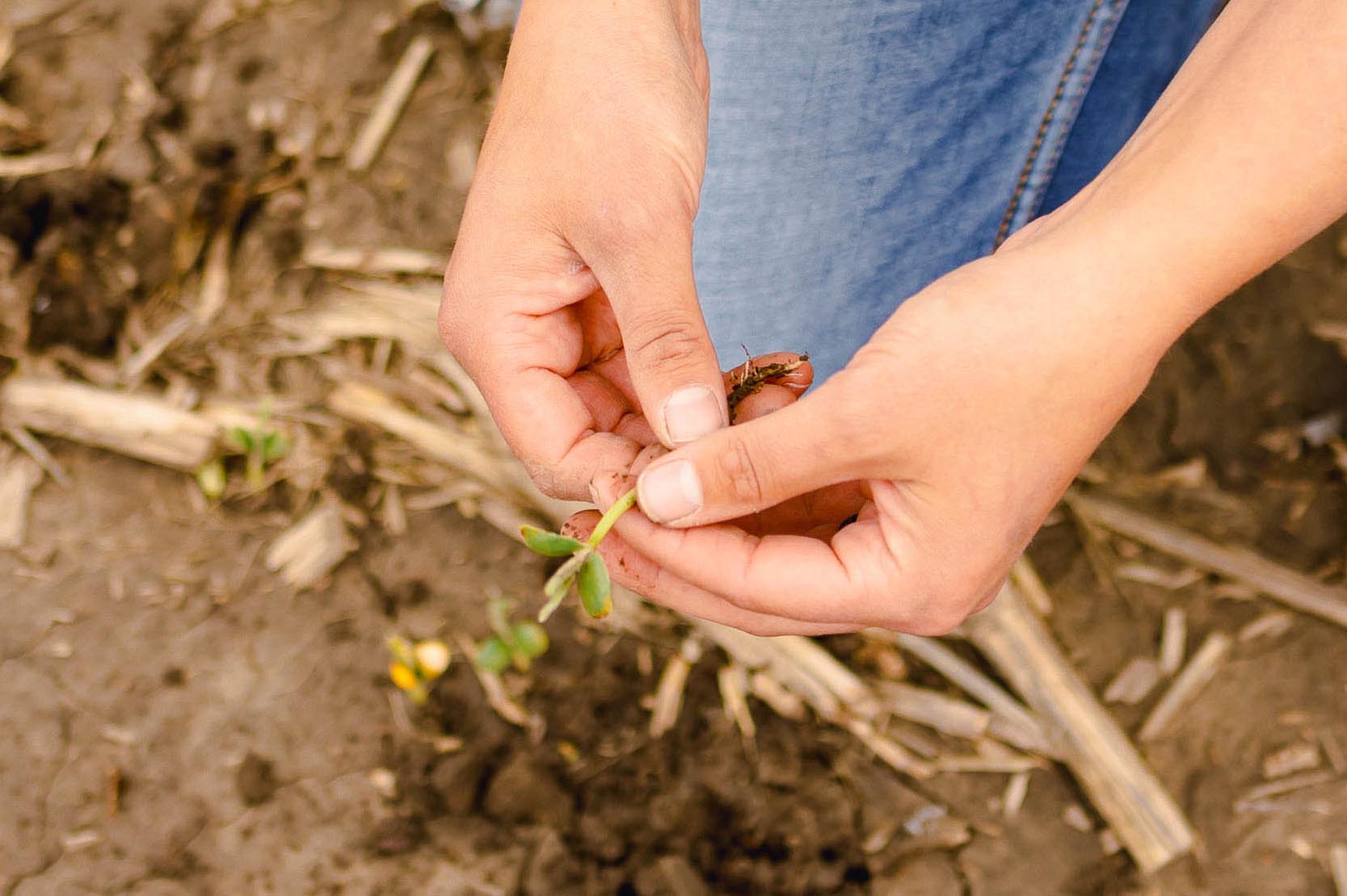 Lauren Botine holding soybean seedling