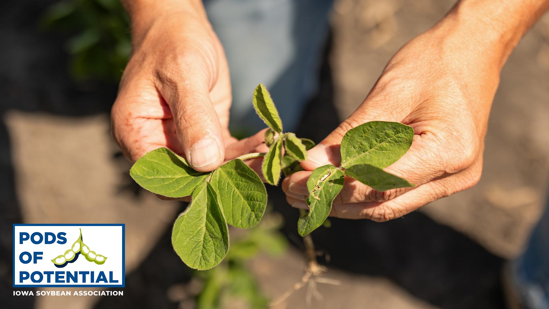 Agronomist holding soybean plant