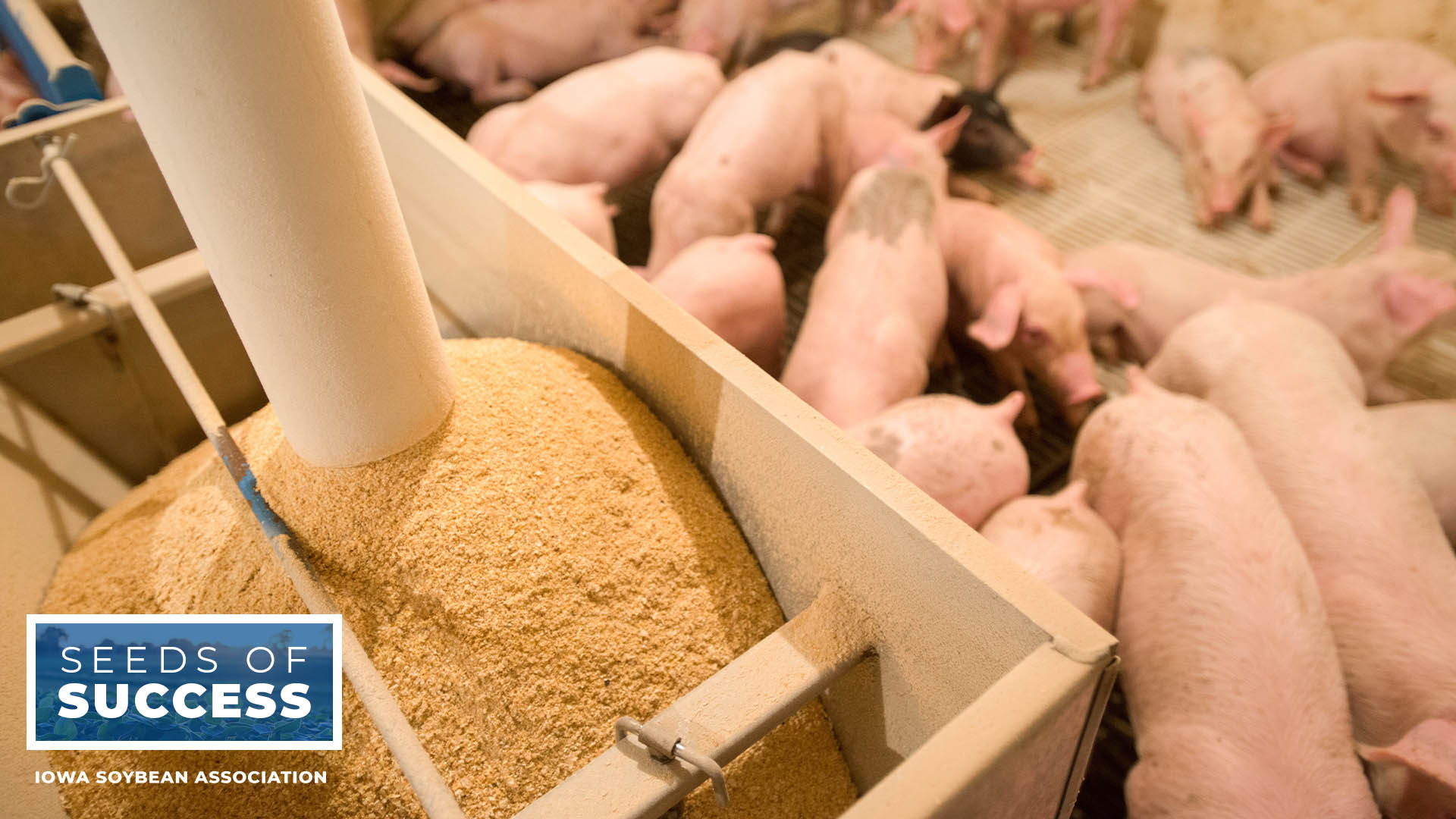 Pigs on farm with soy-based feed