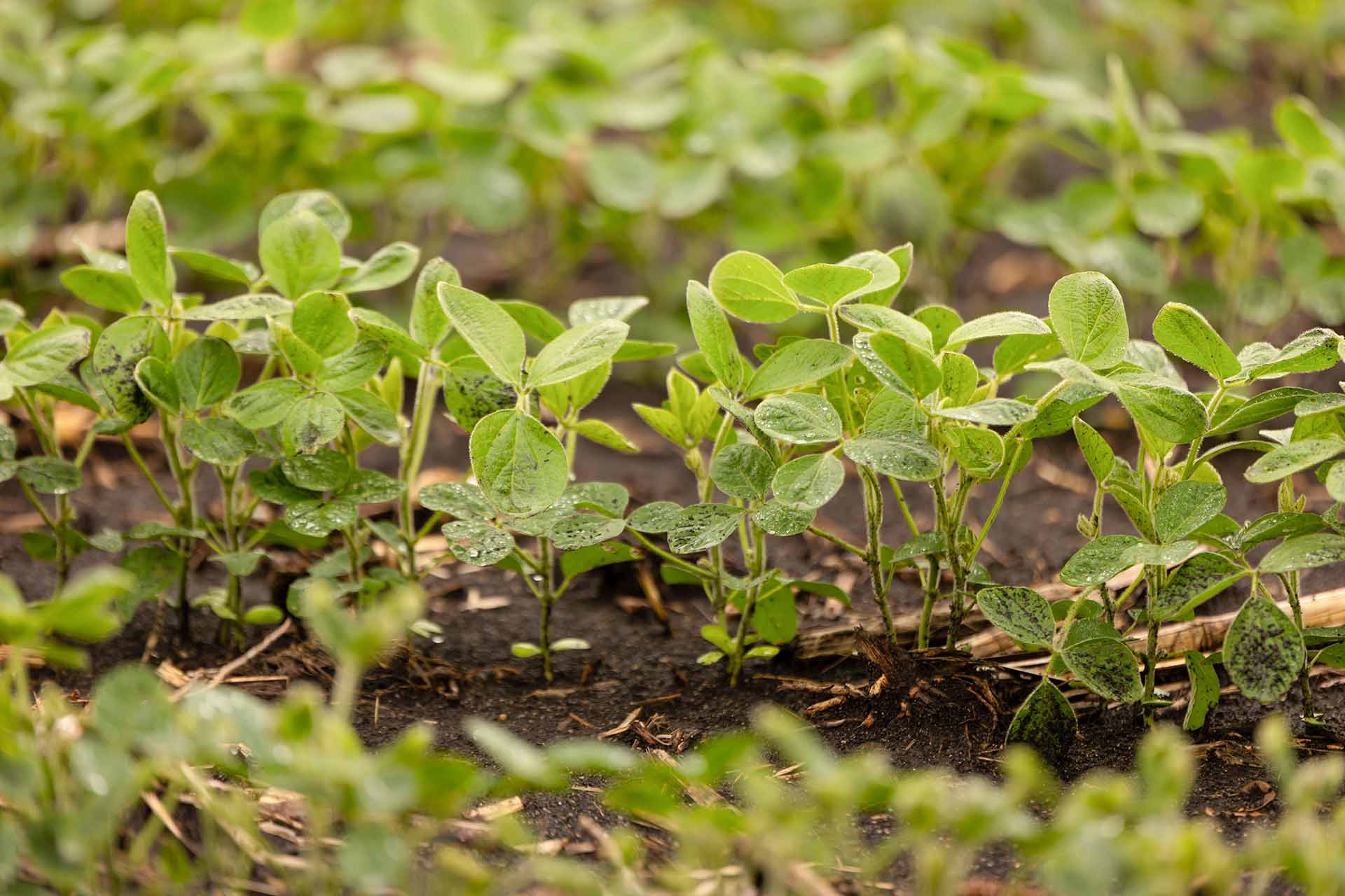 Soybean Farmers Encouraged to Vote in Upcoming Elections