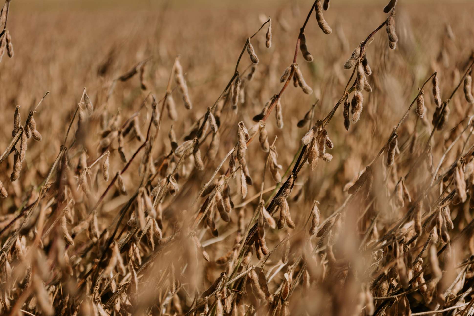 Soybeans in field during harvest