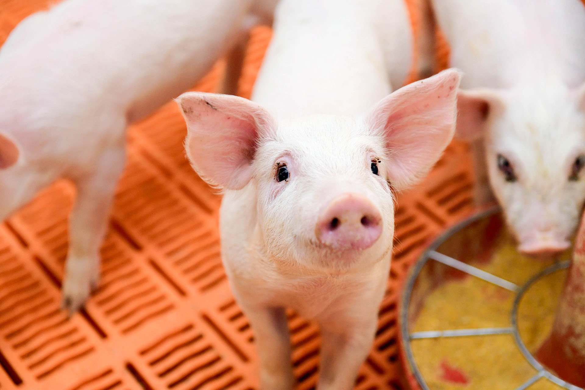 Piglets eat soybean meal in a barn