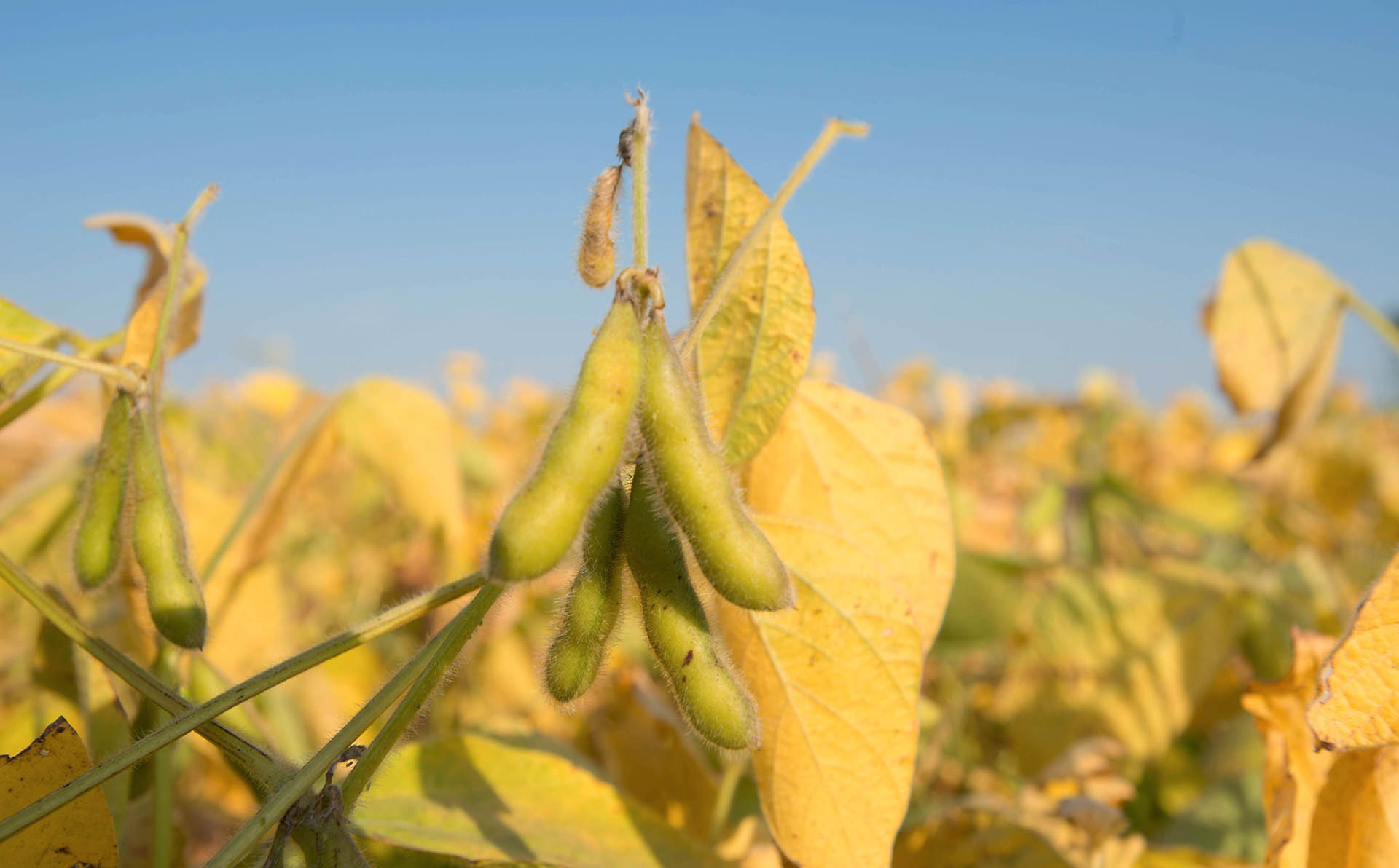 New guidance opens profit opportunities for soy