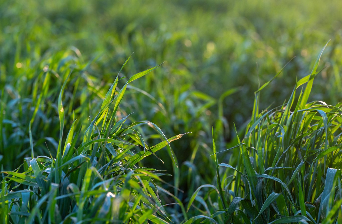 Cereal rye cover crop system