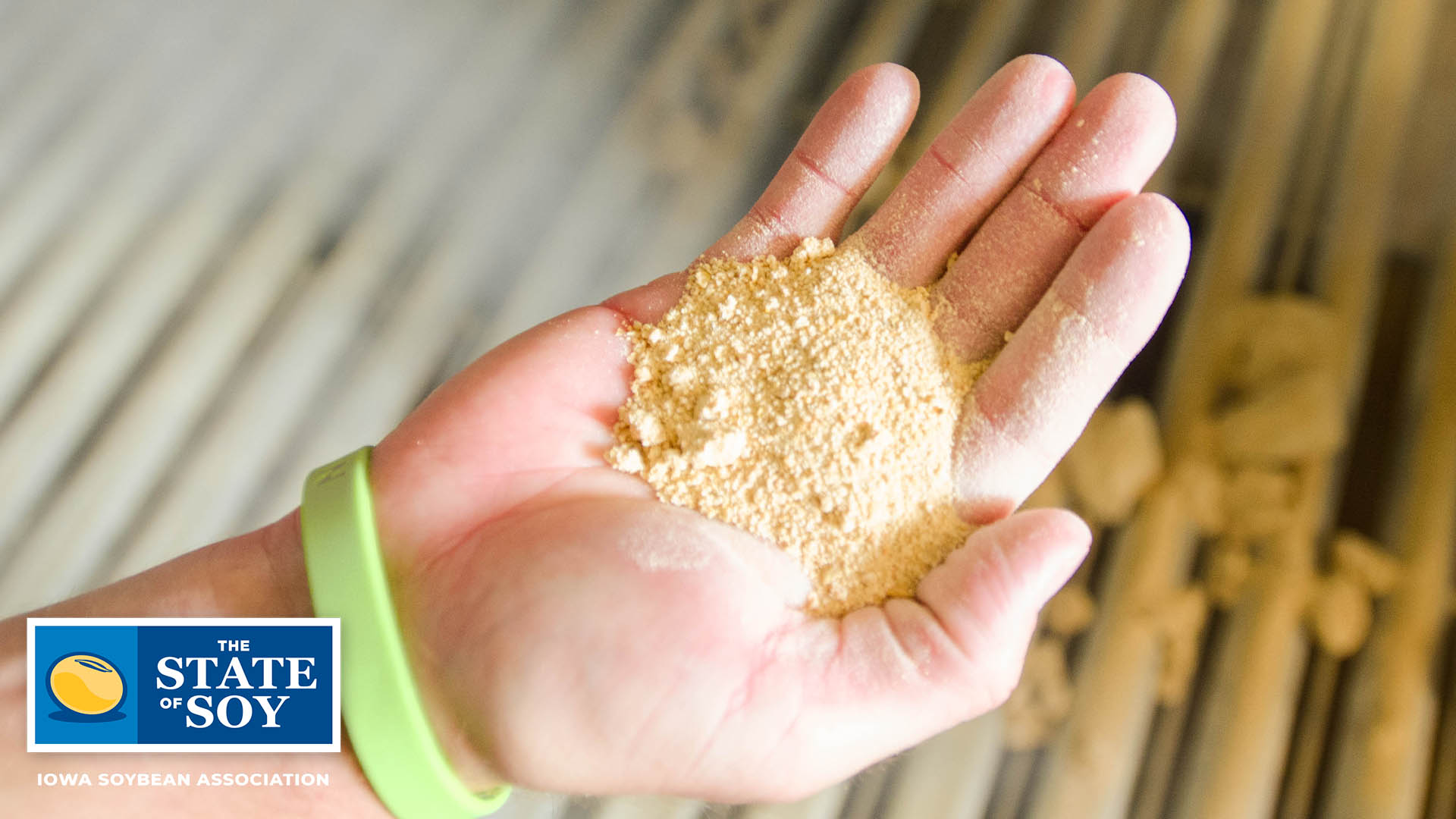 Hand holding soybean meal